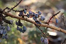 image009.webp
