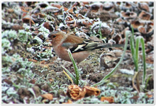 Buchfink im gefrorenen Beet.webp