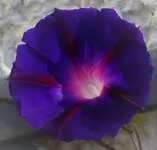 P1200640.webp