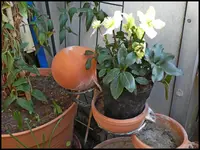 002.webp