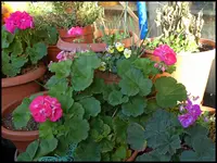 003.webp