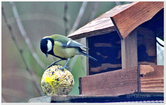 Futterhäuschen Januar 1.webp