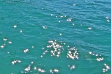 IMG_4476 v (1) - Copy.webp