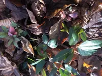 2020-01-05 Helleborus.JPG