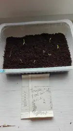 Tomatensämlinge 1.1.webp