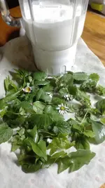 Wildkräuter für Kefir.webp