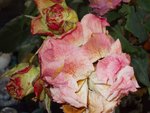 DSCN1866.geänd.JPG
