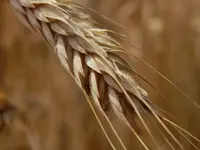 P7260160.webp