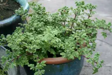 Weihrauchgeranie0115.webp