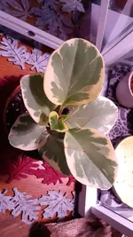 20200109_160004.webp