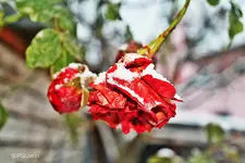 Rosenblüten im Winter.webp