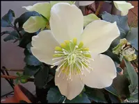 c006.webp