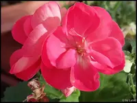 c008.jpg