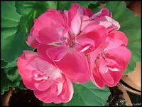 c009.webp