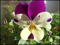c010.webp