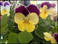c011.webp