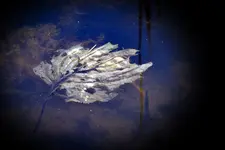 Morbides Blatt_0001.webp