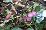 DSC08561.JPG