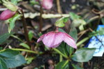 DSC08562.JPG
