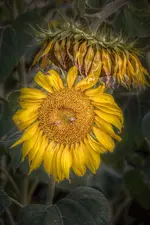 67603749_10215148677373519_8412456381436657664_o.webp