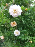 031.webp