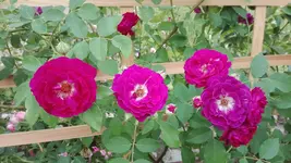 IMG_20180602_124909.webp