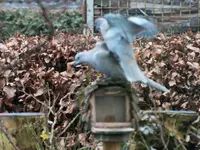 DSCF3419 (2).webp