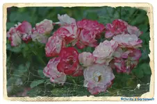 comp_comp_DSC04358.webp