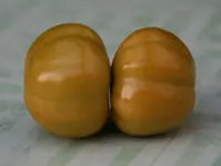 Beas Dicke 0116.webp