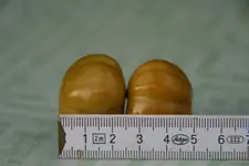 Beas Dicke 0216.webp