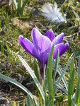 P1090094violetter Krokus.JPG