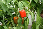 Paprika  0419.JPG