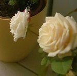 IMG_20200119_004106.jpg