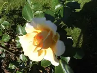 DSCI2967.webp