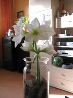 IMG_7037.webp