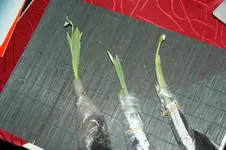 DSC08580.webp