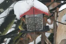 Jan.0219.jpg Erlenzeisig.webp