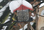 Jan.0219.jpg Erlenzeisig.JPG