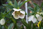 Helleborus 1019.JPG