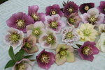 Helleborus2417.JPG