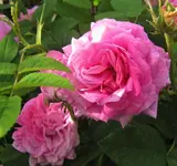 IMG_1117 (2).webp