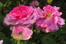 IMG_1383.webp