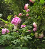 IMG_0935.webp