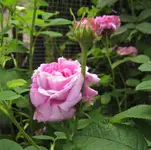 IMG_0934.webp