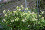 Helleborus1916.JPG