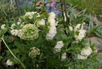 Helleborus2817.JPG