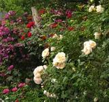 IMG_0852.webp