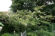 Sommermagnolie0519.webp