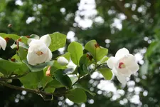 Sommermagnolie0319.webp