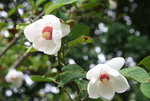 Sommermagnolie0419.JPG